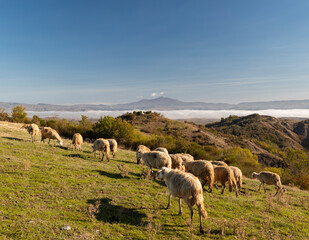 Fototapeta premium Grazing sheep in the fields of Tuscany, Italy