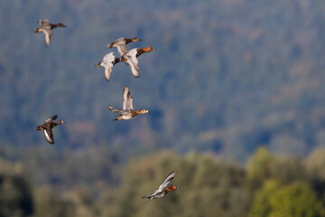Tafeleend, Common Pochard, Aythya ferina
