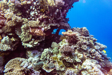 Plakat bright beautiful fish of the Red Sea in a natural environment on a coral reef