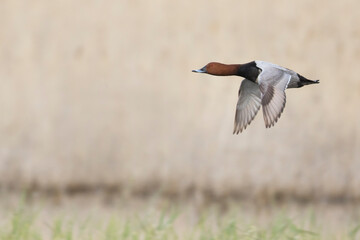 Tafeleend, Common Pochard, Aythya ferina