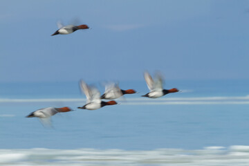 Tafeleend, Common Pochard, Aythya ferina