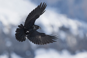 Raaf, Common Raven, Corvus corax