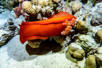 amazing and unusual inhabitants of the Red Sea on a coral reef