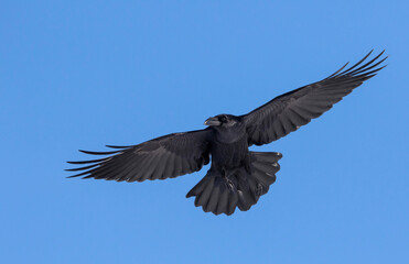Raaf, Common Raven, Corvus corax