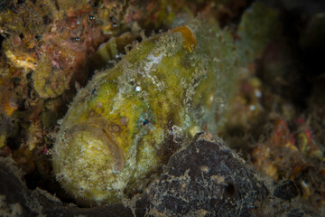 Freckled frogfish camouflaging in with its surroundings (Antennatus coccineus)