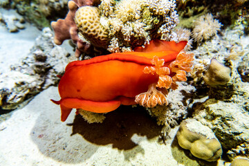amazing and unusual inhabitants of the Red Sea on a coral reef