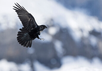 Raaf, Common Raven, Corvus corax