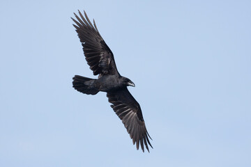 Common Raven, raaf, Corvus corax ssp. hispanus