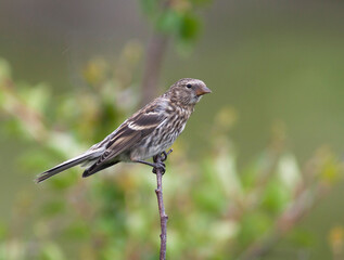 Common Redpoll, Grote Barmsijs, Carduelis flammea islandica
