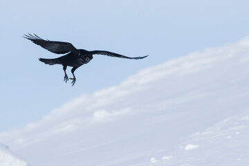 Raaf, Common Raven, Corvus corax