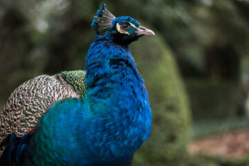 Fototapeta premium Peacock