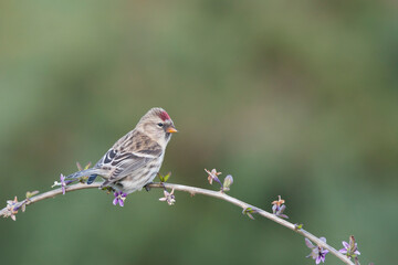 Grote Barmsijs, Mealy Redpoll, Carduelis flammea flammea