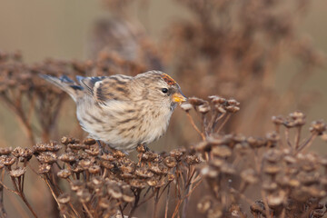 Grote Barmsijs, Mealy Redpoll, Carduelis flammea flammea
