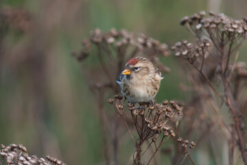 Fototapeta premium Grote Barmsijs, Mealy Redpoll, Carduelis flammea flammea