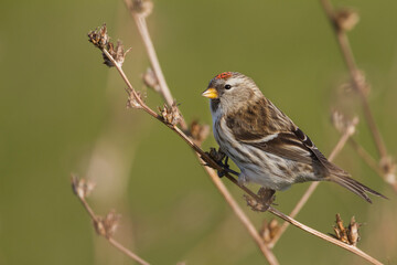 Obraz premium Grote Barmsijs, Mealy Redpoll, Carduelis flammea flammea