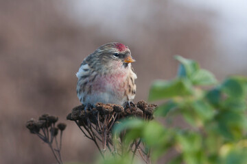 Grote Barmsijs, Mealy Redpoll, Carduelis flammea flammea