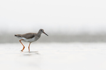 Tureluur, Common Redshank, Tringa totanus