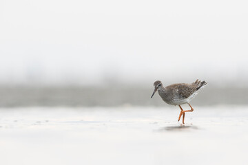 Tureluur, Common Redshank, Tringa totanus