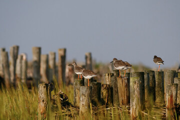 Tureluur, Common Redshank, Tringa totanus