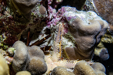 amazing and unusual inhabitants of the Red Sea on a coral reef