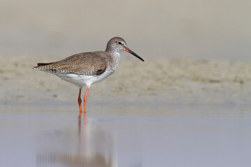 Tureluur, Common Redshank, Tringa totanus ussuriensis