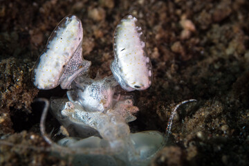 Spearing mantis shrimp wait for prey to swim above his hole