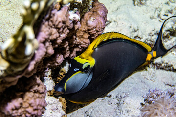bright beautiful fish of the Red Sea in a natural environment on a coral reef