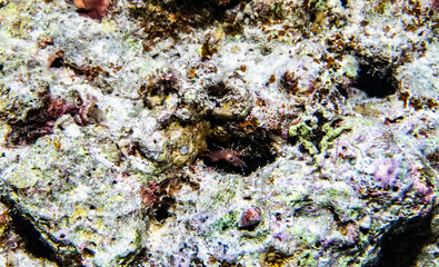 bright beautiful fish of the Red Sea in a natural environment on a coral reef