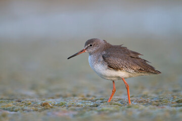 Tureluur, Common Redshank, Tringa totanus ussuriensis