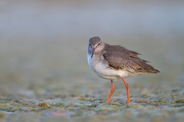 Tureluur, Common Redshank, Tringa totanus ussuriensis