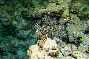 bright beautiful fish of the Red Sea in a natural environment on a coral reef