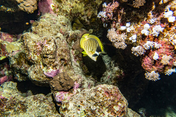 Naklejka na ściany i meble bright beautiful fish of the Red Sea in a natural environment on a coral reef