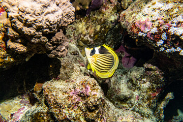 Obraz na płótnie Canvas bright beautiful fish of the Red Sea in a natural environment on a coral reef