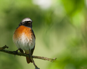 Gekraagde Roodstaart, Common Redstart, Phoenicurus phoenicurus