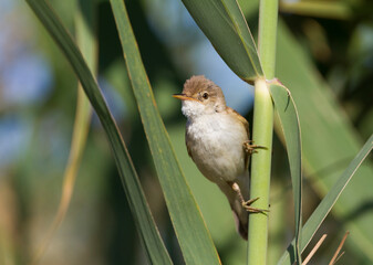 Oostelijke Kleine Karekiet, Caspian Reed Warber, Acrocephalus (scirpaceus) fuscus