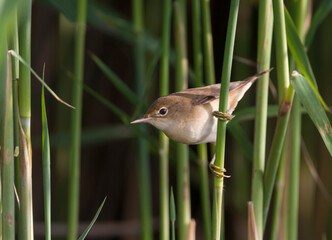 Eurasian Reed Warbler, Kleine Karekiet, Acrocephalus scirpaceus