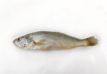 Closeup view of Silver Croaker Fish isolated on white background.Selective Focus.