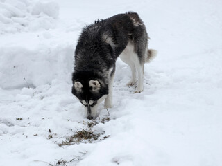 Husky dog sniffs marks left by someone in snow