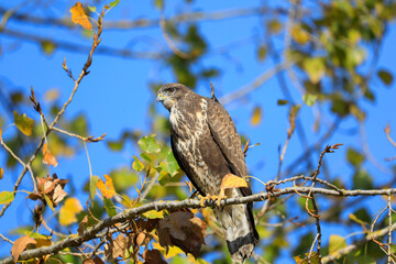 A common buzzard on a tree