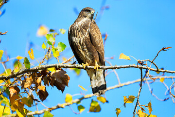 A common buzzard on a tree