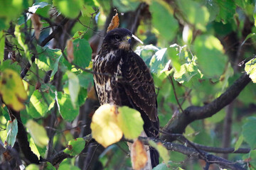 A common buzzard on a tree