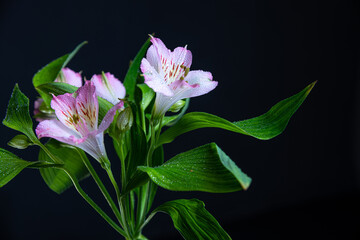 Fragile pink Alstroemeria (Peruvian lily)