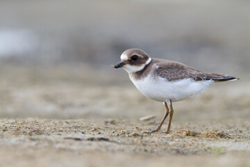 Bontbekplevier, Common Ringed Plover, Charadrius hiaticula