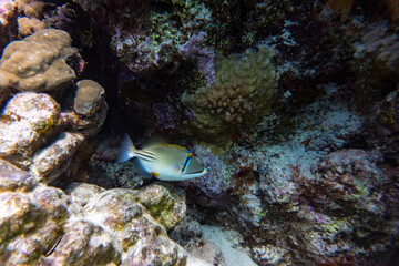 bright beautiful fish of the Red Sea in a natural environment on a coral reef