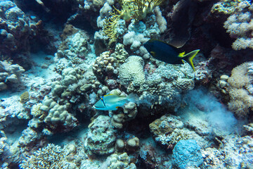 Obraz na płótnie Canvas bright beautiful fish of the Red Sea in a natural environment on a coral reef