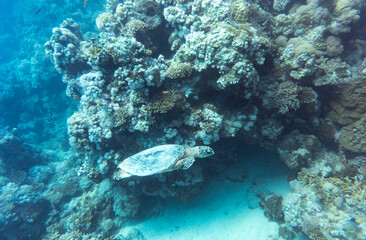 Plakat turtle swims between coral reefs