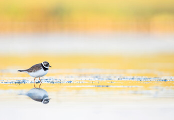 Bontbekplevier, Common Ringed Plover, Charadrius hiaticula