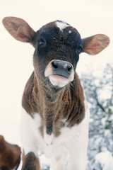 Snow on nose of calf close up for winter portrait on cow farm.