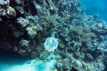 turtle swims between coral reefs