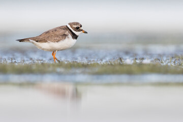Bontbekplevier, Common Ringed Plover, Charadrius hiaticula
